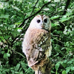 A view of a Tawny Owl