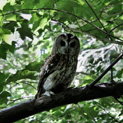 A view of a Tawny Owl