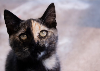 Beautiful black-orange kitten sits on the street