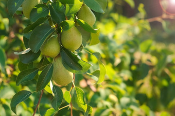 Unripe green organic pears on the tree branches in fruit garden, closeup view. Cultivation of agricultural plants, fresh fruits. Agribusiness and food production concept. Fruit garden in farmland.