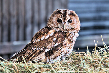 A view of a Tawny Owl