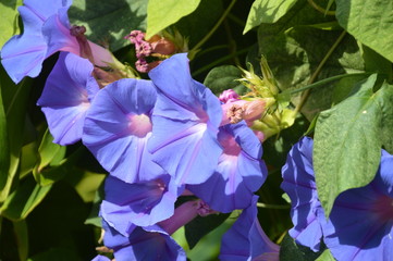 Rose tr&eacute;mi&egrave;re mauve