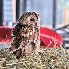 A view of a Tawny Owl
