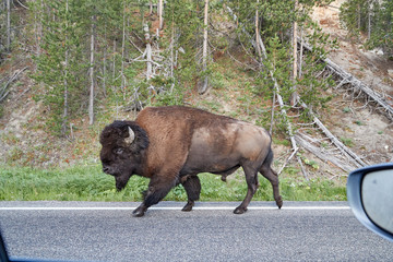 Bison on the road in Yellowstone National Park