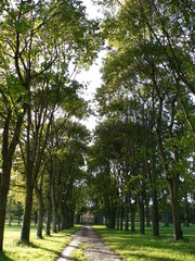 All&eacute;e d'arbres
