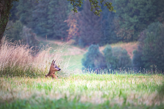 one young roe deer lying in the grass in the meadow