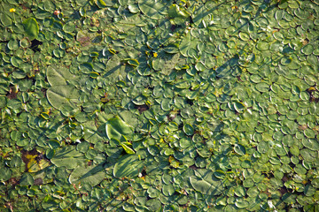 
Solid carpet of water lily leaves on the water