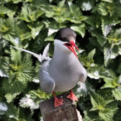 An Arctic Tern on Farne Islands