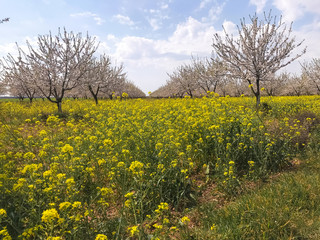 Almendros en flor 3