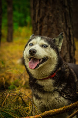 dogs of the Siberian husky breed living in the forest in Russia