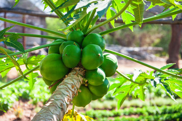 papaya tree