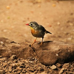 A Thrush on the ground