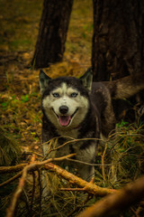 dogs of the Siberian husky breed living in the forest in Russia