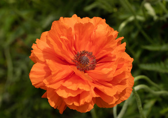 Field of bright red corn poppy flowers in summer.