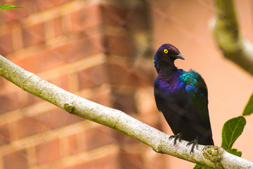 blue and yellow macaw