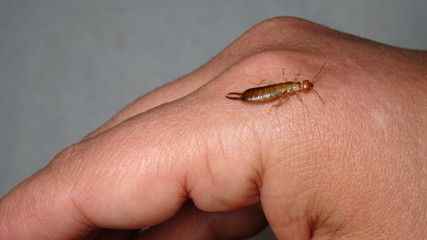 Earwig on the finger on white background.
Earwigs will use their pincers to defend themselves.
close up of earwigs.
closeup earwigs .
animals, animal, bugs, bug, insects, insect, wildlife, wild nature