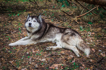 dogs of the Siberian husky breed living in the forest in Russia