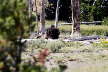 Bison resting in the grass