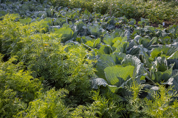 Potatoes, cabbage, carrots grow in the garden.