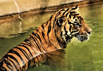 Fototapeta na wymiar A view of a Tiger in the water