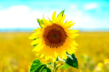 Sunflower natural background, Sunflower blossom, Sunflower oil improves skin health and promotes...