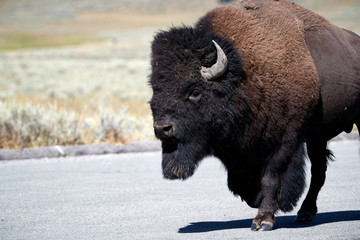 Bison on the road in Yellowstone National Park