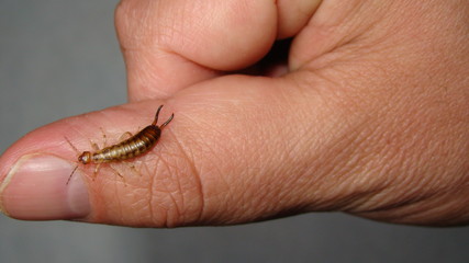 Earwig on the finger on white background.
Earwigs will use their pincers to defend themselves.
close up of earwigs.
closeup earwigs .
animals, animal, bugs, bug, insects, insect, wildlife, wild nature