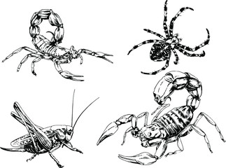 vector drawings sketches different insects bugs Scorpions spiders drawn in ink by hand , objects with no background