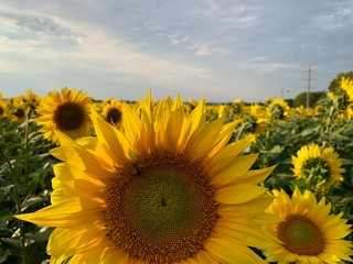 Whole field of sun-yellow sunflowers with seeds