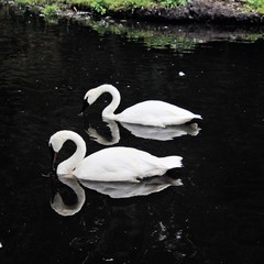 A view of 2 Trumpeter Swans