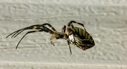 yellow and black garden writing spiter