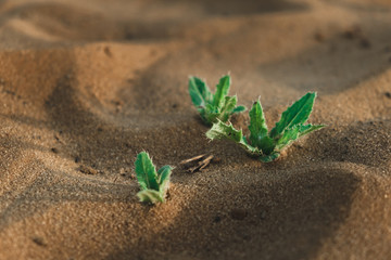 green leaves in the middle of the desert. survival in harsh conditions. lifeless desert