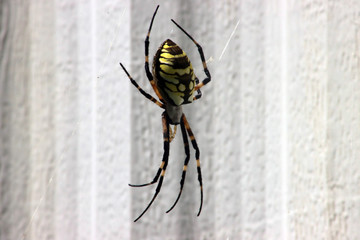 yellow and black garden writing spider