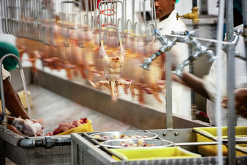 abattoirs for chicken