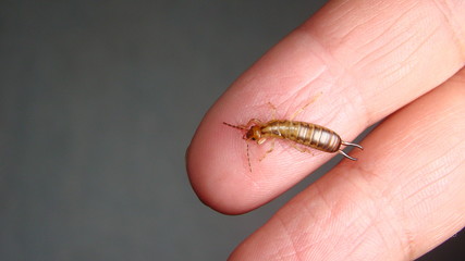 Close up of Earwig on the hand
insect on the hand
Closeup earwigs
Earwigs will use their pincers to defend themselves. close up insect, insects, animals, animal, bug, bugs, wildlife wild nature