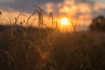 Obraz premium tall grass at sunset - summer evening in the countryside