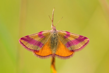 Purple-barred Yellow moth - Lythria cruentaria, beautiful colored moth from European meadows and grasslands, Havraniky, Czech Republic.