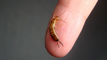 Close up of Earwig on a white background
insect isolated
Closeup earwigs
Earwigs will use their pincers to defend themselves. close up insect, insects, animals, animal, bug, bugs, wildlife wild nature