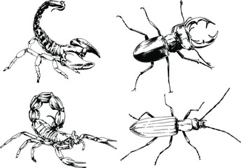 vector drawings sketches different insects bugs Scorpions spiders drawn in ink by hand , objects with no background