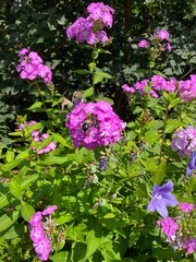 Fototapeta premium pink flowers in the garden