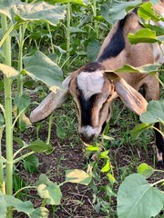 Beautiful goat with small horns eats sunflowers