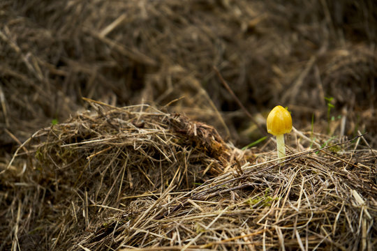 muchomor ,żółty grzyb, Amanita fulva