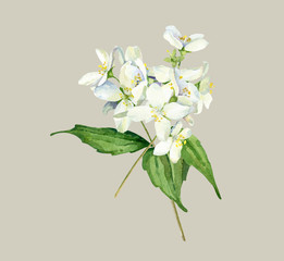 Watercolor white jasmine flowers on gray background