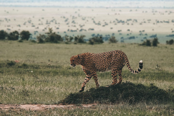 wild Animals - Safari - Big five - Afrika	