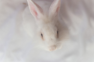 Trabalho de fotografia para adoção de animais abandonados e resgatados por ONGs.