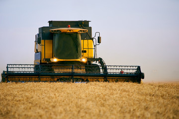 Combine harvesters working in a wheat field on sunset round about. Harvesting machine driver...