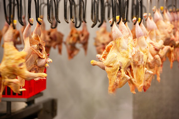 abattoirs for chicken