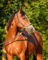 Fototapeta premium Welsh Cob mare in the morning sun