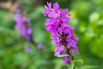 purple flowers in the garden