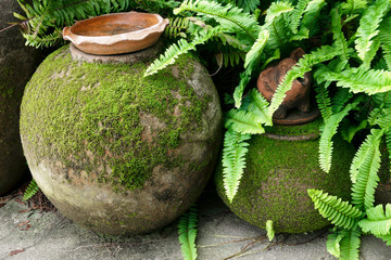 Clay pot with Green moss and fern gardening © rawintanpin